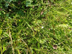 Linum catharticum