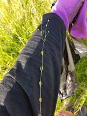 Linum catharticum