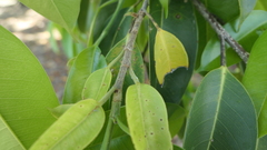 Ficus heteropleura