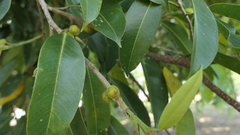 Ficus heteropleura