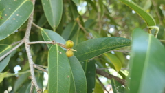 Ficus heteropleura