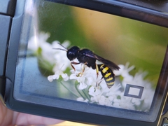 Ectemnius lapidarius