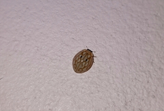 Harmonia eucharis