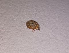 Harmonia eucharis