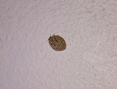 Harmonia eucharis