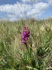 Gymnadenia densiflora