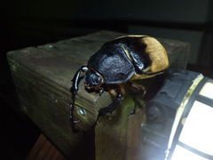 Megasoma elephas elephas