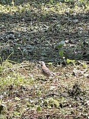 Turdus pilaris