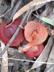 Cortinarius persplendidus
