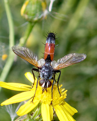 Cylindromyia brassicaria