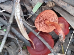 Cortinarius persplendidus