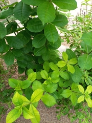 Allamanda blanchetii