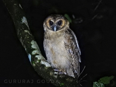 Strix leptogrammica