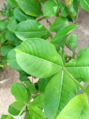 Allamanda blanchetii