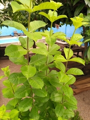 Allamanda blanchetii