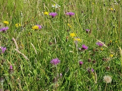 Centaurea