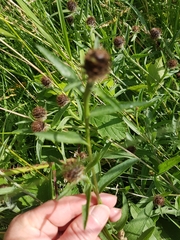 Centaurea