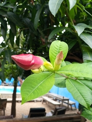 Allamanda blanchetii