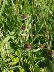 Centaurea