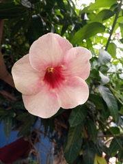 Allamanda blanchetii
