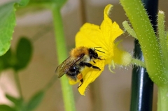Bombus pascuorum