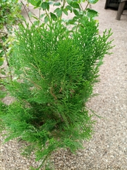 Cupressoideae