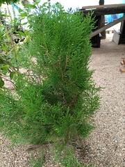 Cupressoideae