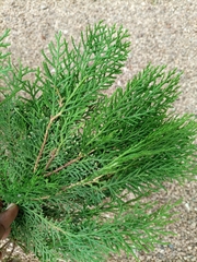 Cupressoideae