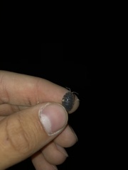 Porcellio scaber