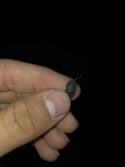 Porcellio scaber