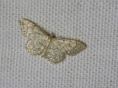 Idaea moniliata