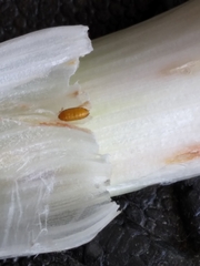 Phytomyza gymnostoma