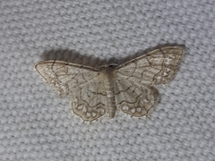 Idaea moniliata
