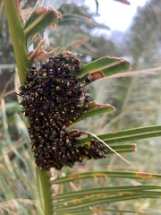 Ropalidia socialistica