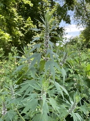 Leonurus quinquelobatus