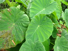 Colocasia esculenta