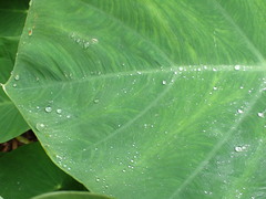 Colocasia esculenta