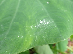 Colocasia esculenta