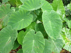 Colocasia esculenta