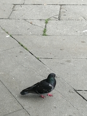Columba livia domestica