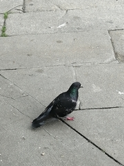 Columba livia domestica