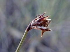 Schoenus subaphyllus
