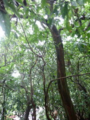 Wendlandia formosana