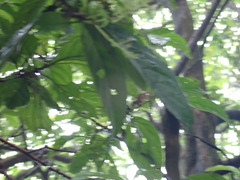 Wendlandia formosana