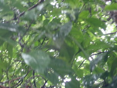 Wendlandia formosana