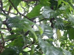 Wendlandia formosana