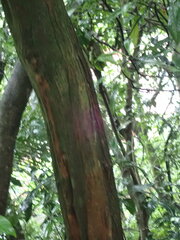 Wendlandia formosana