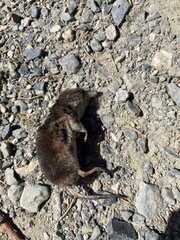 Sorex minutus