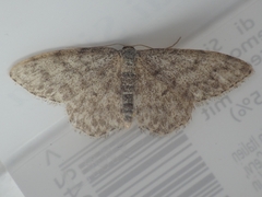 Idaea typicata