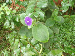 Pleroma heteromallum